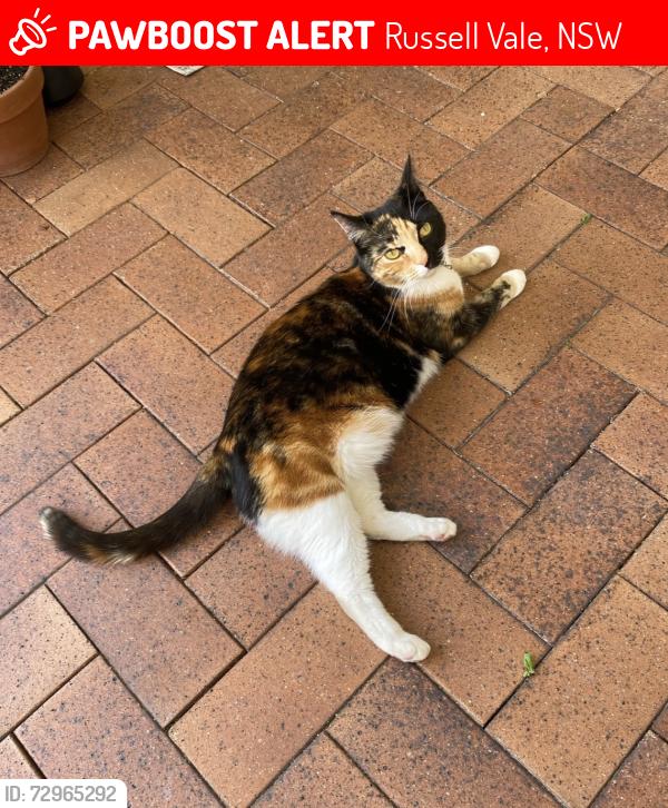 Lost Female Cat last seen Neville avenue, Leslie street, Collaery street , Russell Vale, NSW 2517