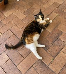 Lost Female Cat last seen Neville avenue, Leslie street, Collaery street , Russell Vale, NSW 2517