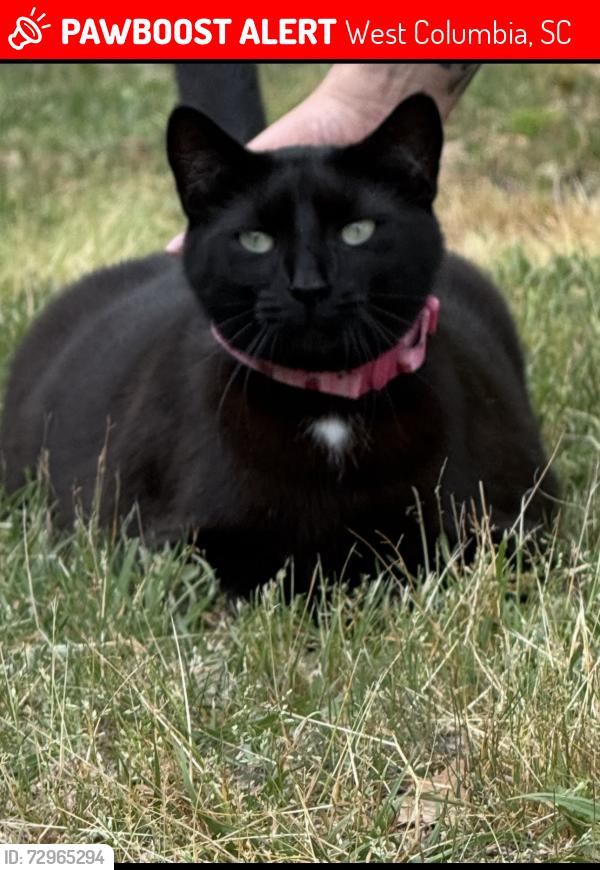 Lost Male Cat last seen Kitti Wake , West Columbia, SC 29170