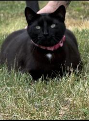 Lost Male Cat last seen Kitti Wake , West Columbia, SC 29170