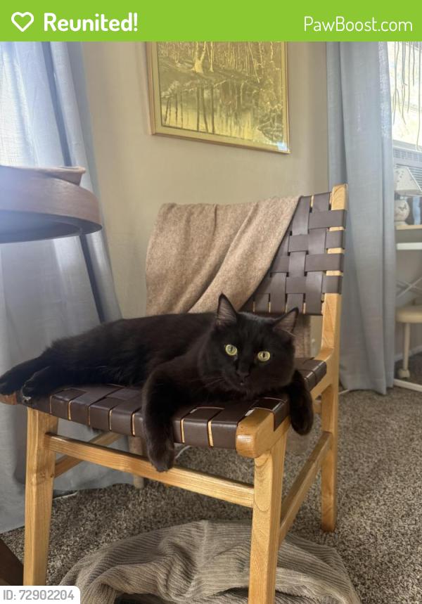 Reunited Male Cat last seen Plumas And Moana, Reno, NV 89509