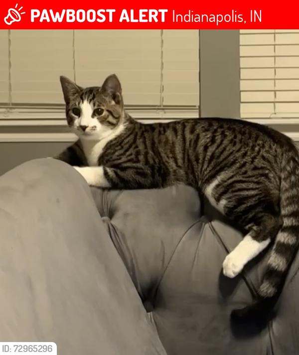 Lost Male Cat last seen Franklin twp, Indianapolis, IN 46259