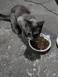 Found/Stray Female Cat last seen 54th s. Natchez , Chicago, IL 60638
