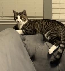 Lost Male Cat last seen Franklin twp, Indianapolis, IN 46259