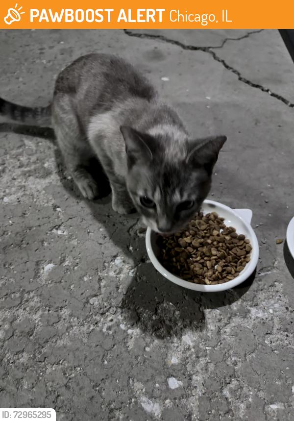 Found/Stray Female Cat last seen 54th s. Natchez , Chicago, IL 60638