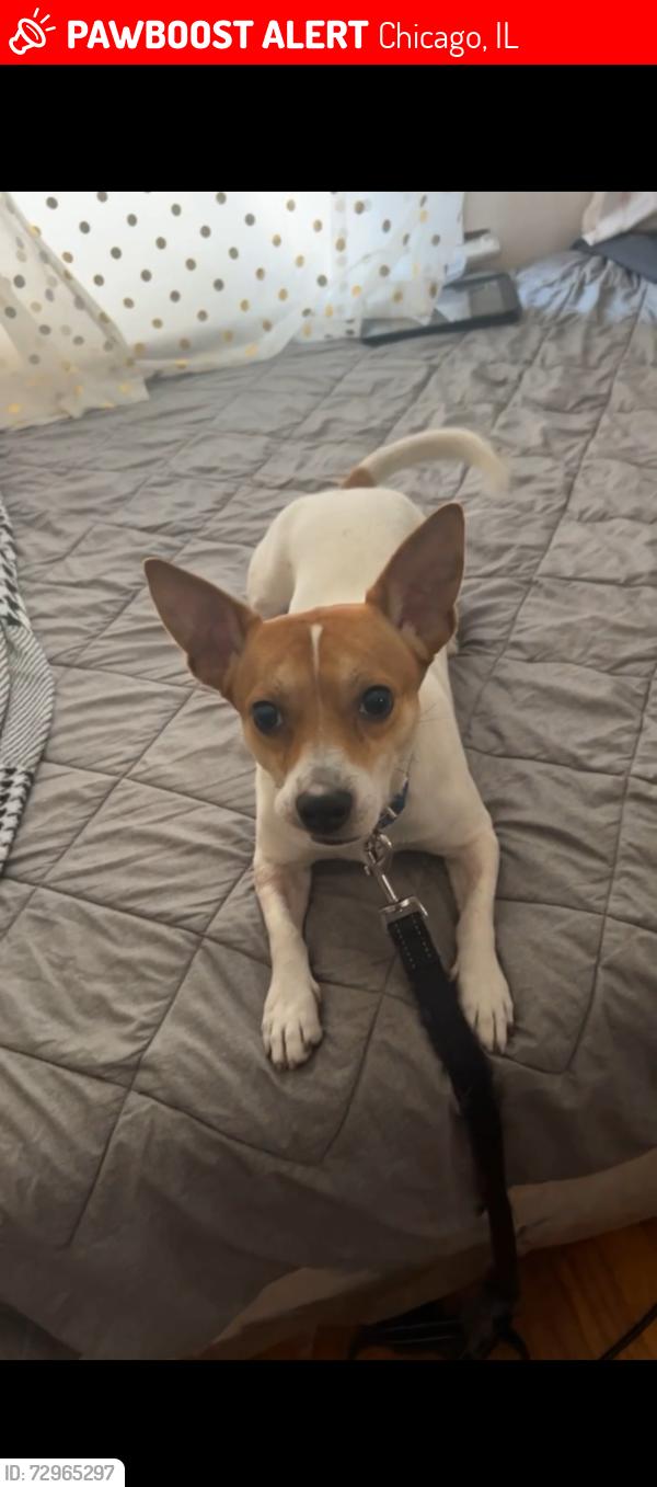 Lost Male Dog last seen Near Champlain , Chicago, IL 60619