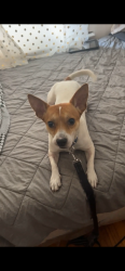 Lost Male Dog last seen Near Champlain , Chicago, IL 60619