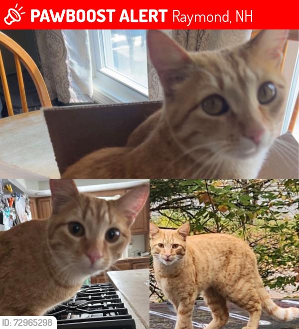 Lost Male Cat last seen Near Prescott rd , Raymond, NH 03077