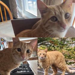 Lost Male Cat last seen Near Prescott rd , Raymond, NH 03077