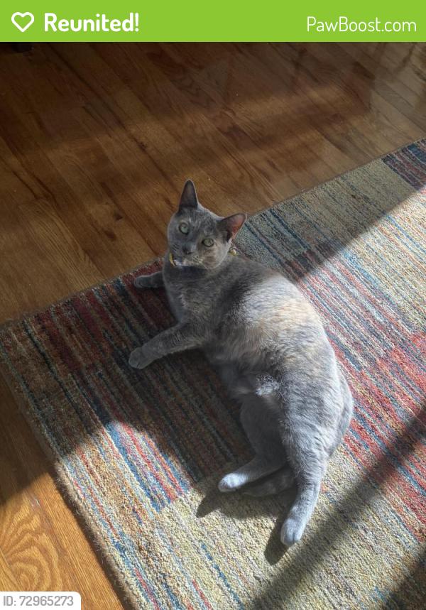 Reunited Female Cat last seen Army Trail Rd and Bloomingdale Rd, Glendale Heights, IL 60139