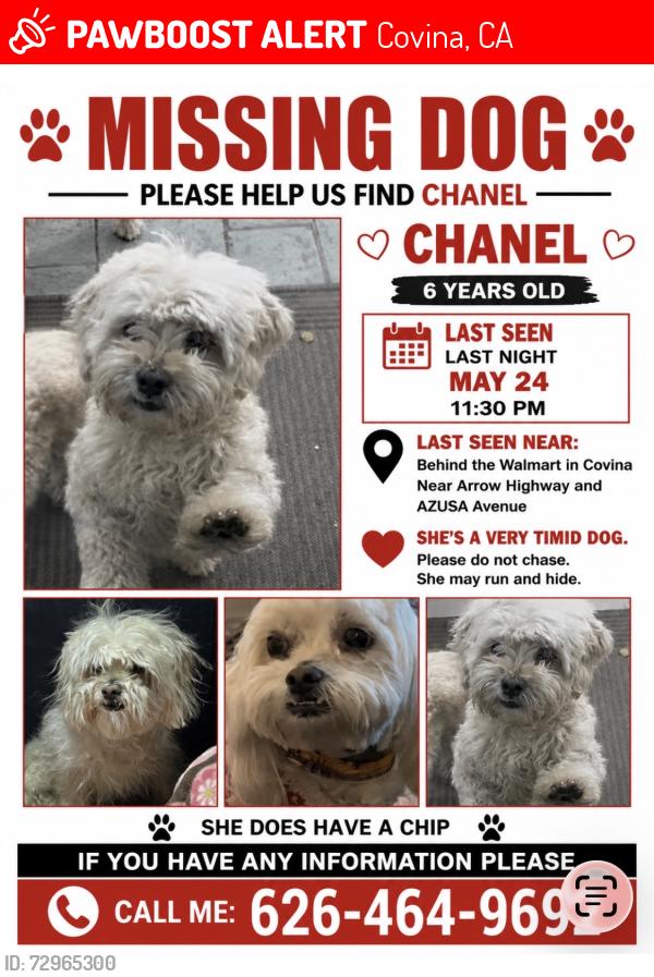 Lost Female Dog last seen Tudor st Covina ,Ca., Covina, CA 91722
