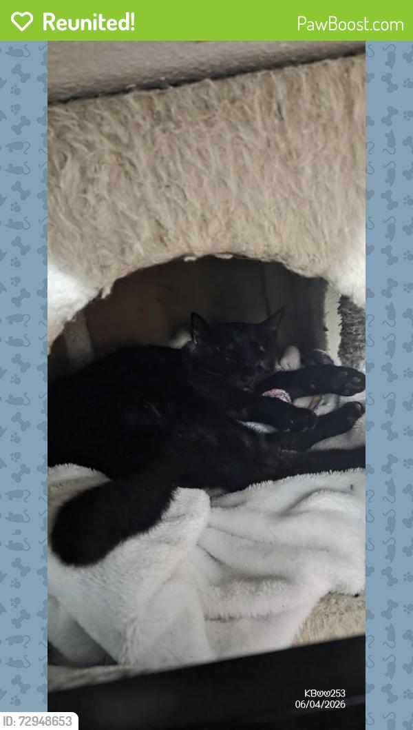 Reunited Female Cat last seen apartments behind the Social Security Building on South 48th Street, Tacoma, WA 98409