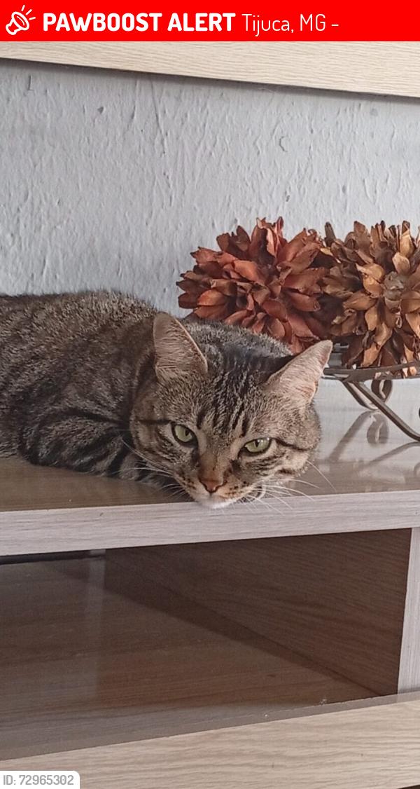 Lost Female Cat last seen Rua vista chinesa , Tijuca, MG 32180-090