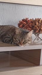 Lost Female Cat last seen Rua vista chinesa , Tijuca, MG 32180-090