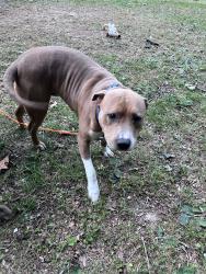 Lost Male Dog last seen Franklin and Estes, Chapel Hill, NC 27514
