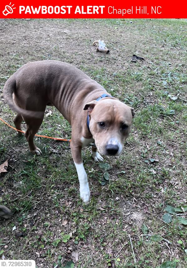 Lost Male Dog last seen Franklin and Estes, Chapel Hill, NC 27514