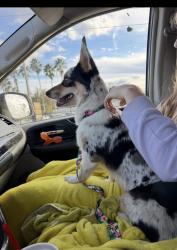 Reunited Female Dog last seen Old Titusville rd/perry lane/ Garfield rd, Deltona, FL 32725