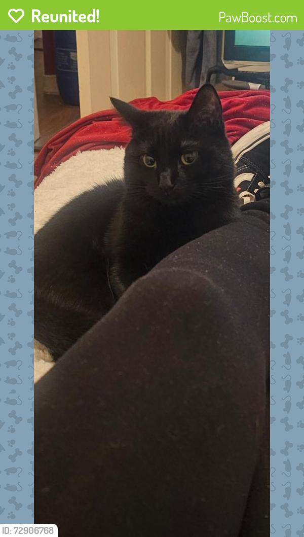 Reunited Female Cat last seen Home, Glasgow City, Scotland G51 1SG