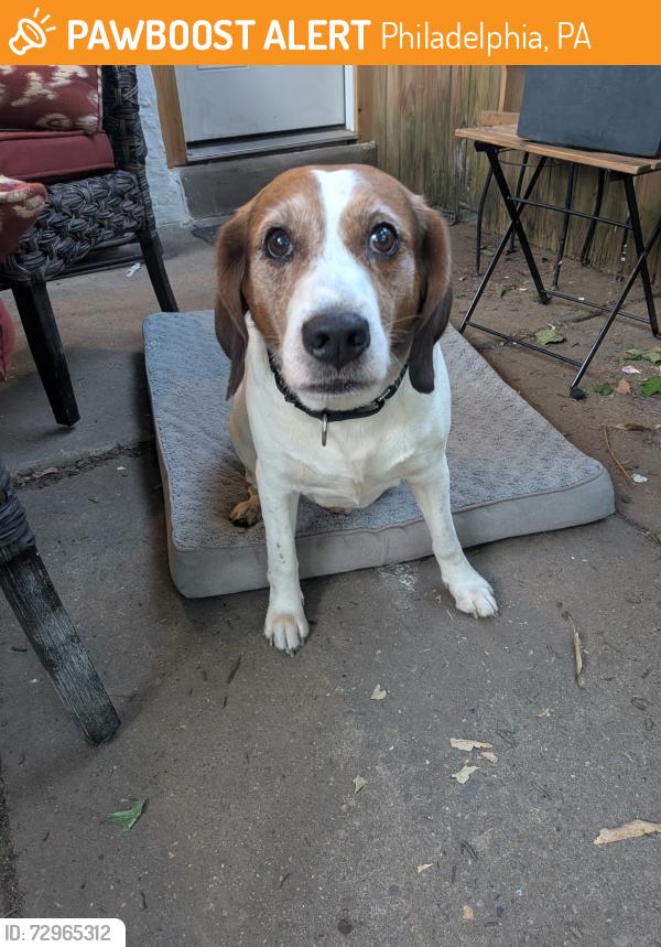Found/Stray Male Dog last seen Wissahickon Ave & Roberts Ave, Philadelphia, PA 19129