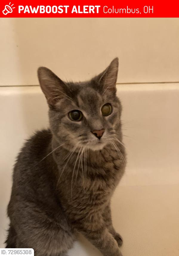 Lost Male Cat last seen Near Arnsby Rd, Columbus, OH 43232