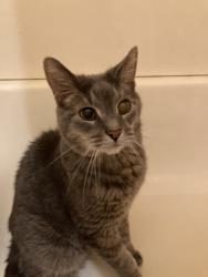 Lost Male Cat last seen Near Arnsby Rd, Columbus, OH 43232