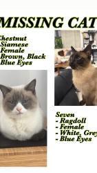 Lost Female Cat last seen Warden and 16 Avenue, Markham, ON L3R