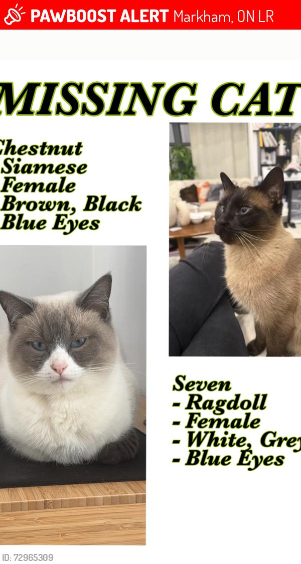 Lost Female Cat last seen Warden and 16 Avenue, Markham, ON L3R