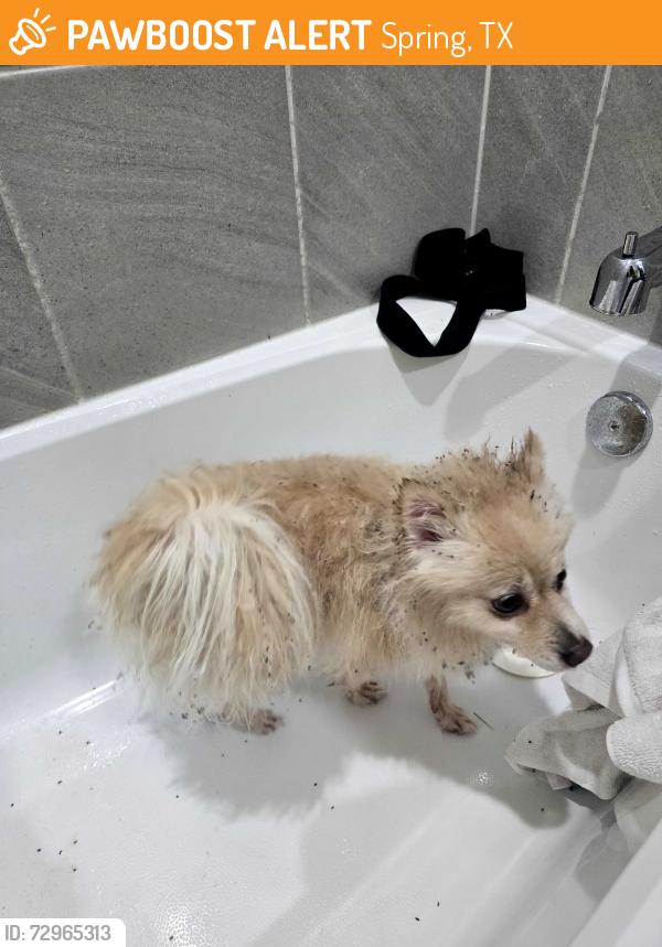 Found/Stray Female Dog last seen Spring tx, Spring, TX 77373