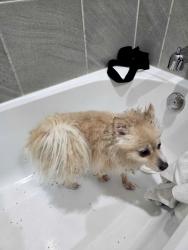 Found/Stray Female Dog last seen Desert glen dr, spring tx, Spring, TX 77373