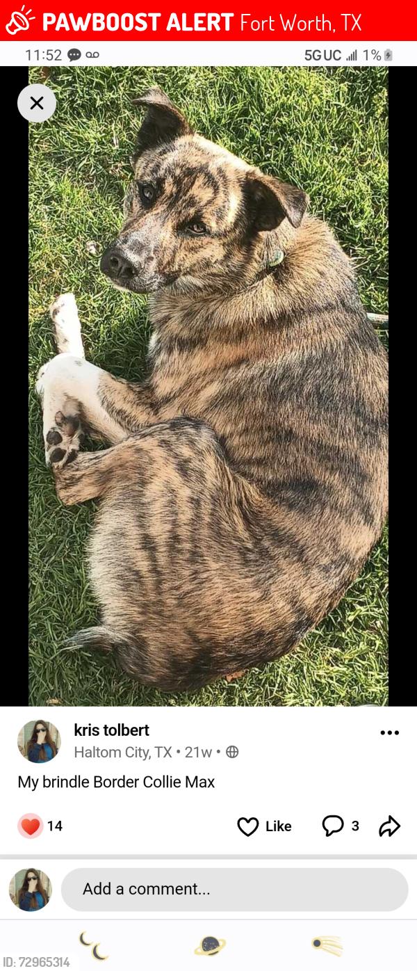 Lost Male Dog last seen American Recycle scrapyard, Fort Worth, TX 76130