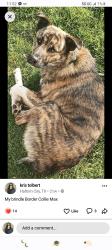 Lost Male Dog last seen American Recycle scrapyard, Fort Worth, TX 76130
