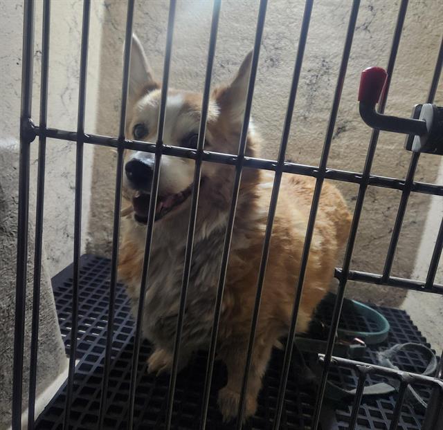 Shelter Stray Unknown Dog last seen Near BLOCK BOULDER HWY, LAS VEGAS NV 89121, Las Vegas, NV 89101