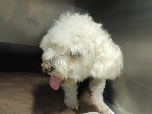 Shelter Stray Female Dog last seen , Downey, CA 90242