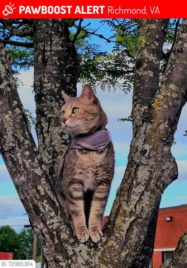 Lost Female Cat last seen Maury & E Commerce around the CARITAS mens shelter and MDD services , Richmond, VA 23224