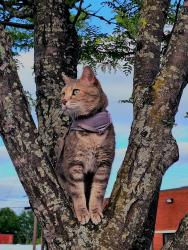 Lost Female Cat last seen Maury & E Commerce around the CARITAS mens shelter and MDD services , Richmond, VA 23224