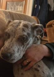Lost Female Dog last seen rouggly rd and hwy jj, Valles Mines, MO 63087