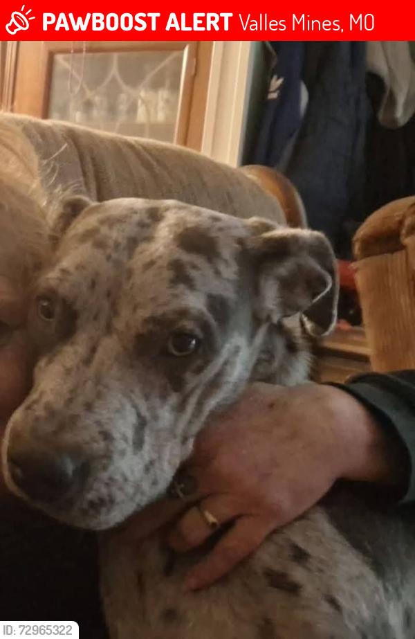 Lost Female Dog last seen rouggly rd and hwy jj, Valles Mines, MO 63087