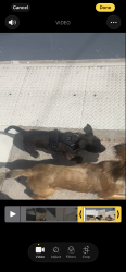 Lost Male Dog last seen jack in the box, Los Angeles, CA 90041