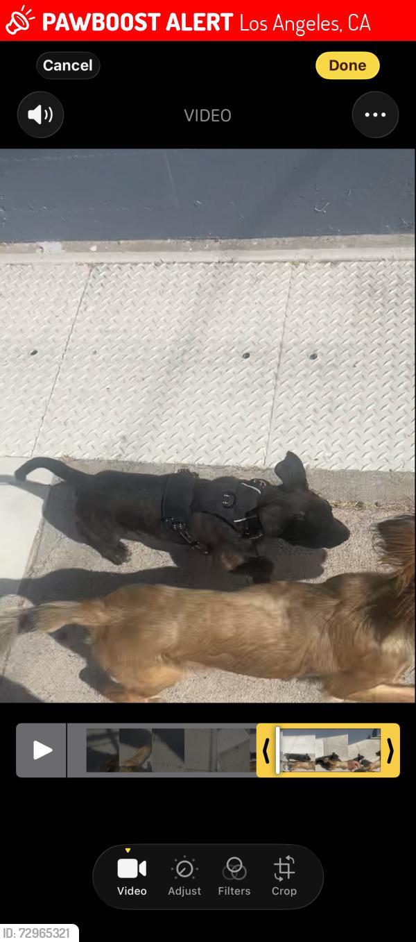 Lost Male Dog last seen jack in the box, Los Angeles, CA 90041