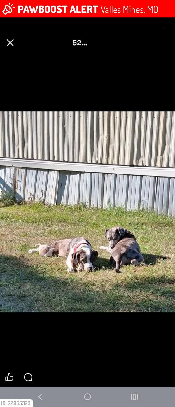Lost Male Dog last seen rouggly rd and hwy jj, Valles Mines, MO 63087