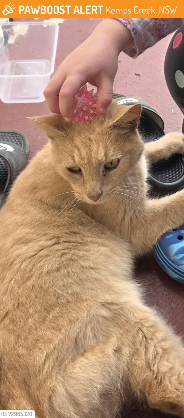 Found/Stray Male Cat last seen Tavistock Rd, Kemps Creek, NSW 2178