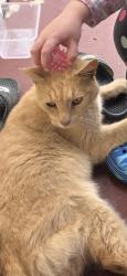 Found/Stray Male Cat last seen Tavistock Rd, Kemps Creek, NSW 2178