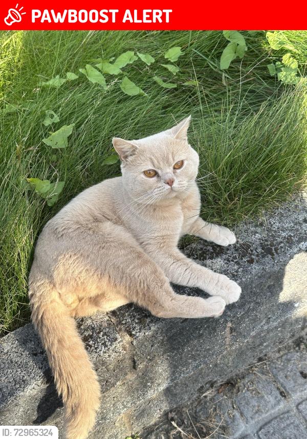 Lost Male Cat last seen Highfield drive in Blurton , Stoke-on-Trent, England ST3 2BX