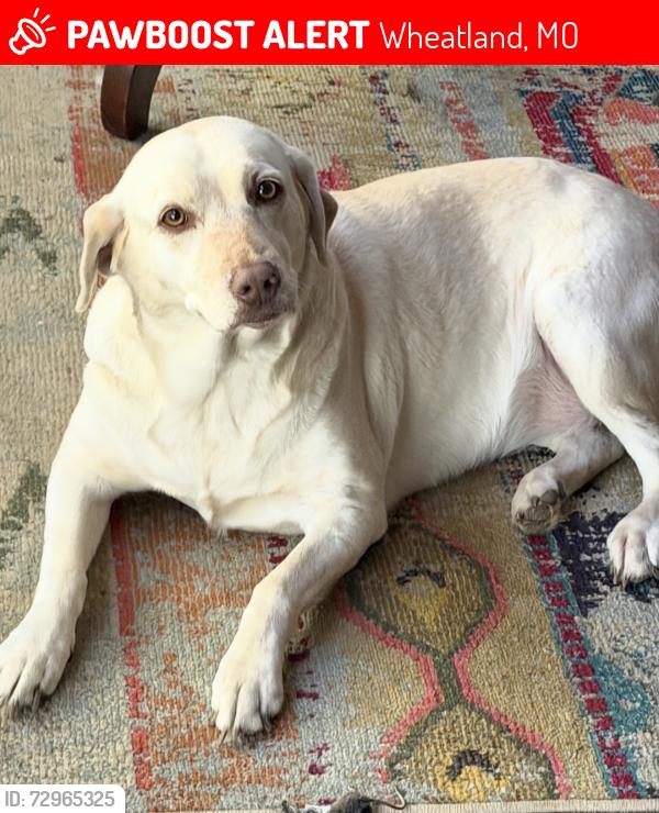Lost Female Dog last seen Galmey, CR 273, Dollar General, Wheatland, MO 65779