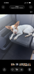 Lost Male Dog last seen Pearland parkway and Dixie farm, Pearland, TX 77581