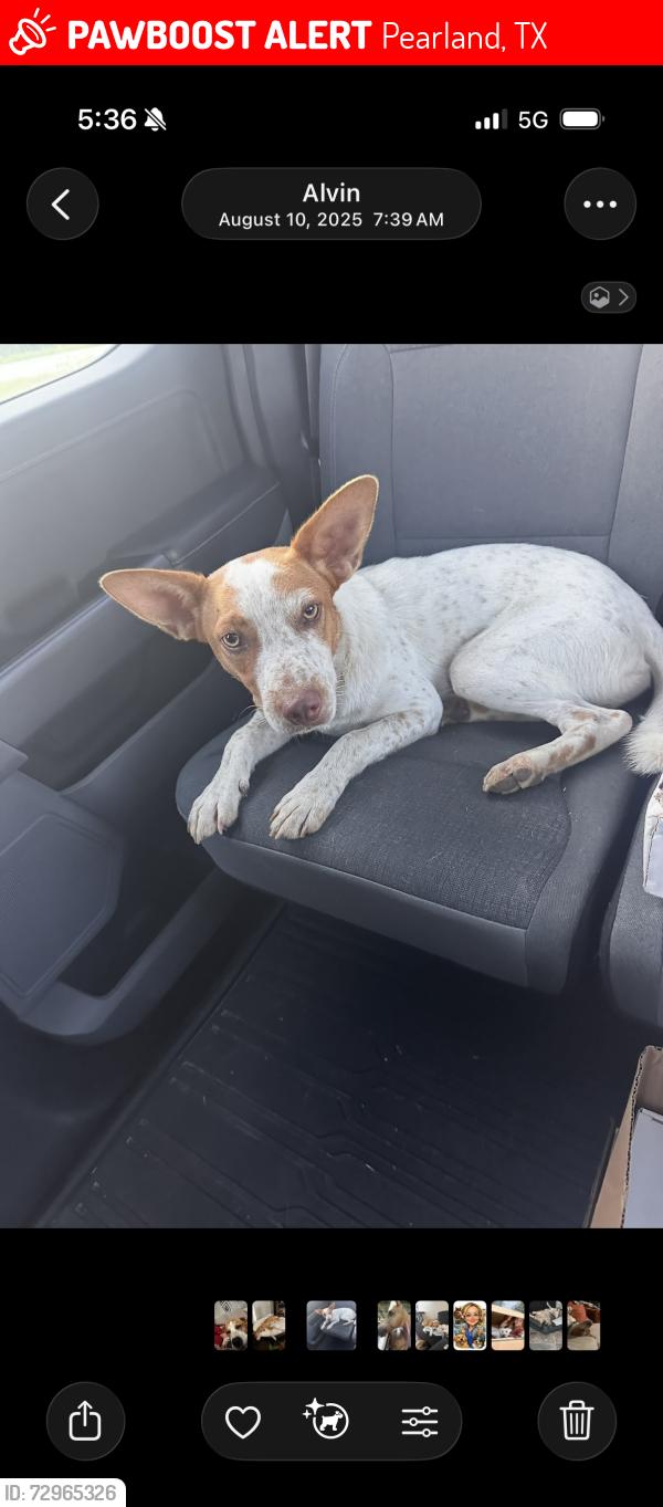 Lost Male Dog last seen Pearland parkway and Dixie farm, Pearland, TX 77581