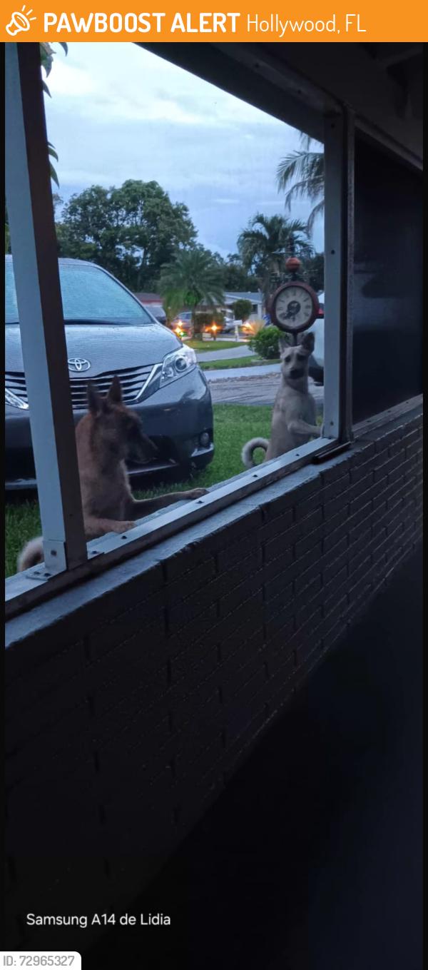 Found/Stray Unknown Dog last seen Roaming around whole 62Nd street, Hollywood, FL 33024