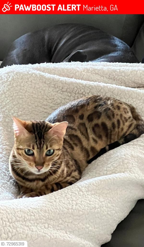 Lost Female Cat last seen Soaring Pointe Marietta GA, Marietta, GA 30062