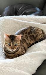 Lost Female Cat last seen Soaring Pointe Marietta GA, Marietta, GA 30062