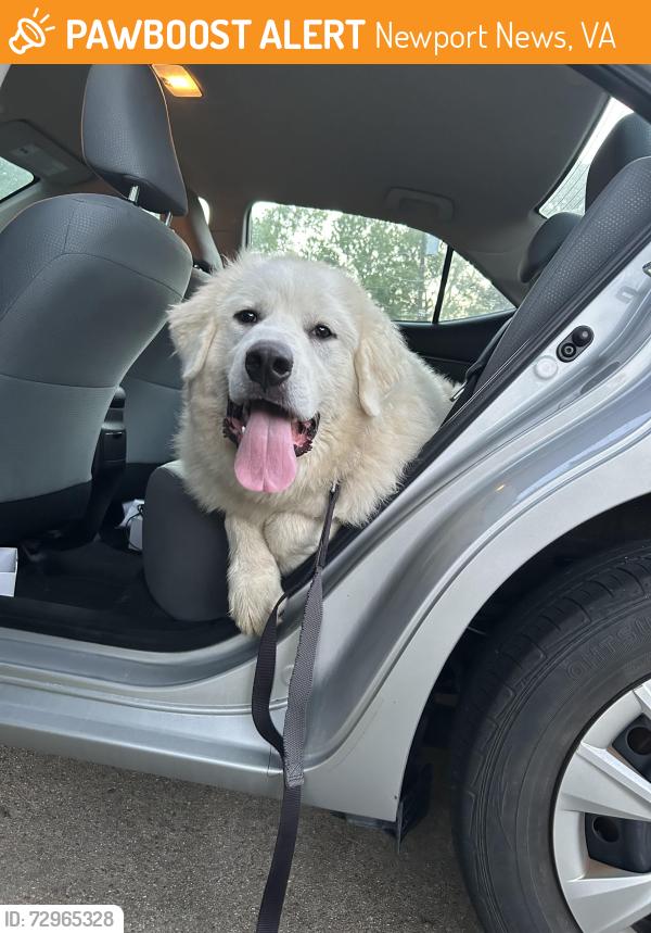 Found/Stray Male Dog last seen Colony road Newport news. spotted days earlier in colony pines neighborhood.., Newport News, VA 23602
